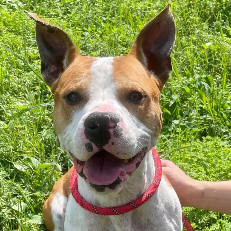 Uncle Rico Kf thumbnail 4