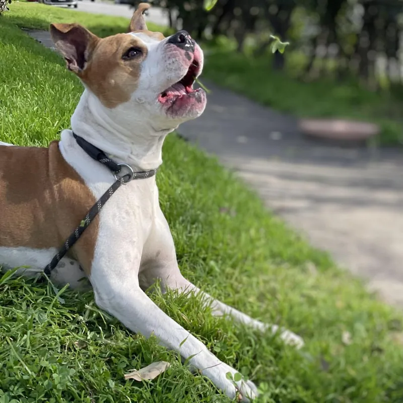 Uncle Rico Kf thumbnail 5