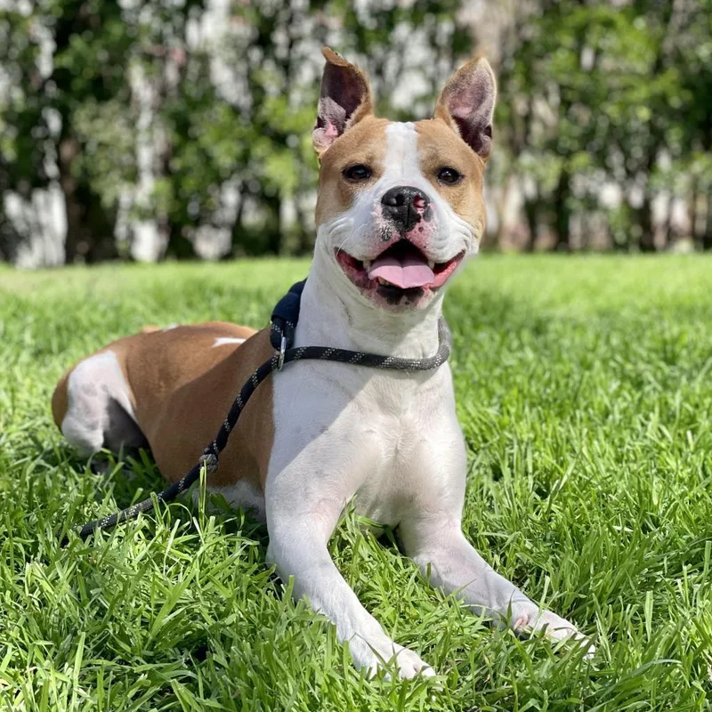 Uncle Rico Kf thumbnail 6