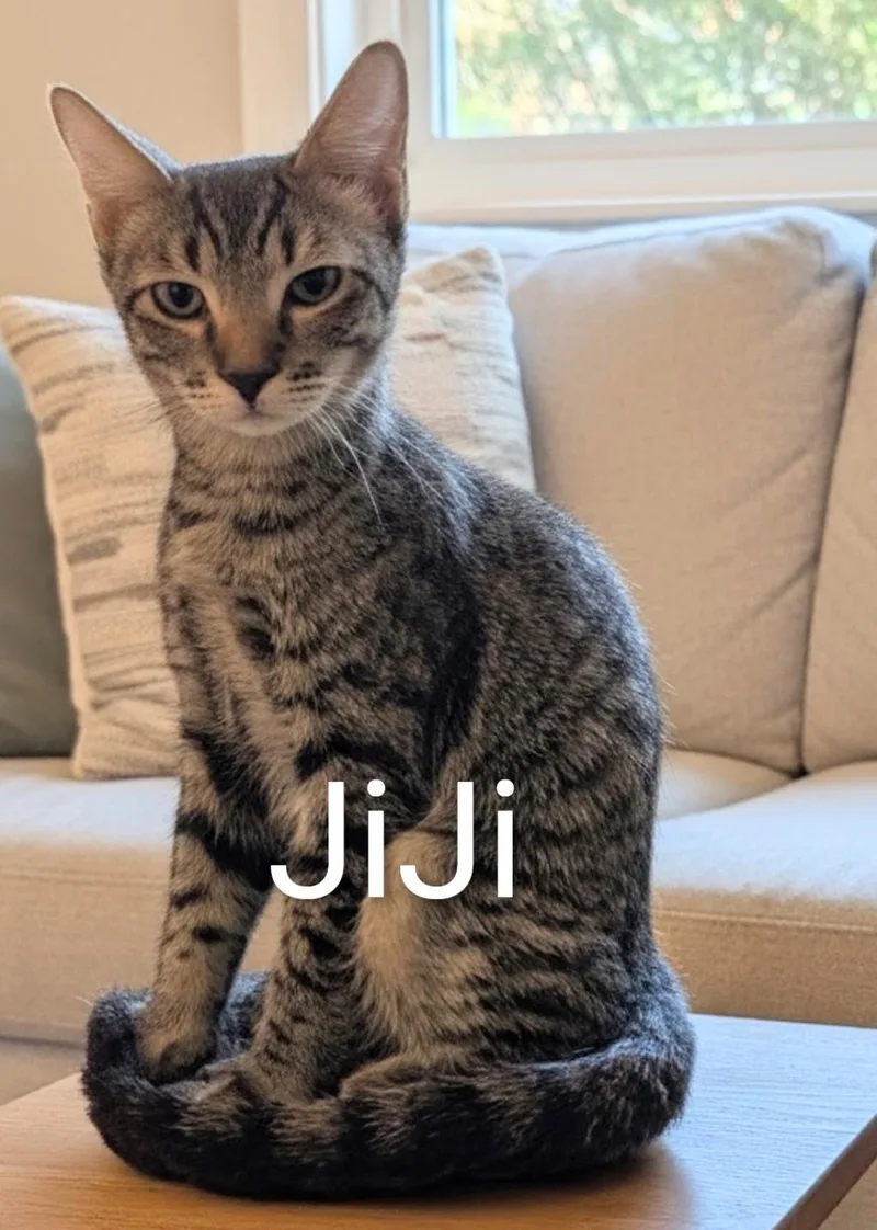 A baby medium-sized female Tabby (Brown / Chocolate) Domestic Short Hair cat named JiJi for adoption in Fort Myers Beach, FL