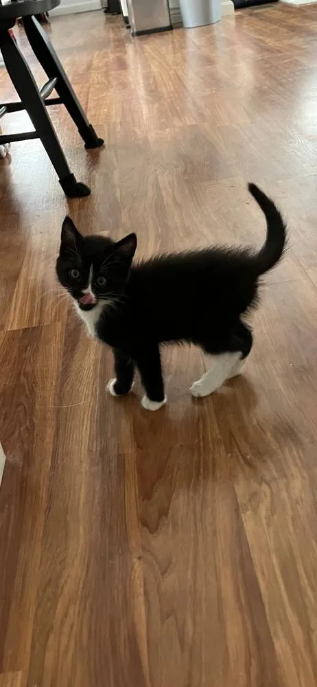 A baby small-sized male Black & White / Tuxedo Domestic Medium Hair cat named Nyx for adoption in Hudson, NH