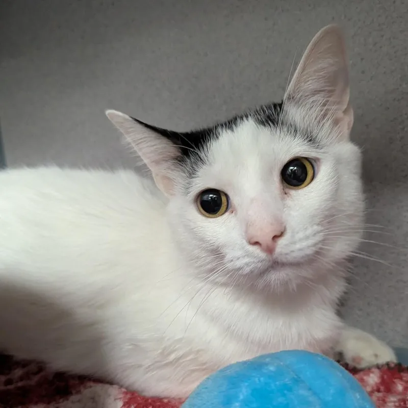 An adult small-sized male White Domestic Short Hair cat named Snowball for adoption in Evansville, IN