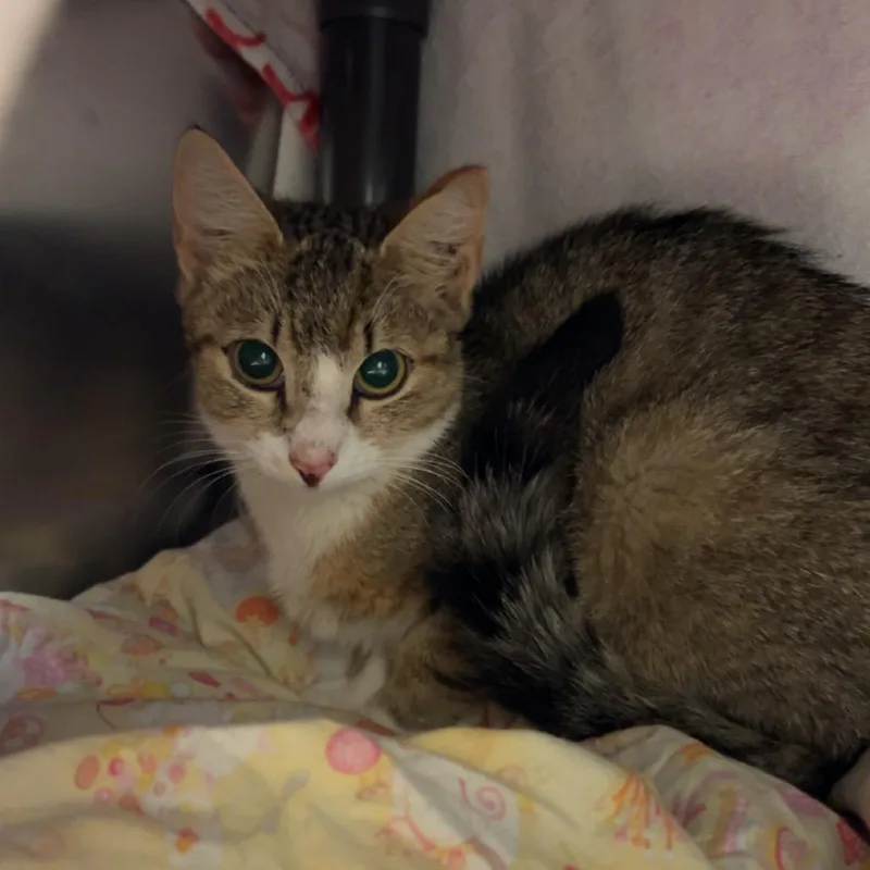 An adult medium-sized female Brown / Chocolate Domestic Short Hair cat named Lioness for adoption in Charlottesville, VA