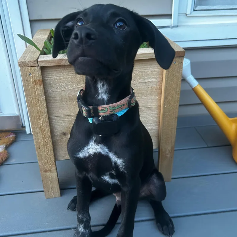 A baby medium-sized male Black Labrador Retriever dog named Pepper for adoption in Baldwin, MD