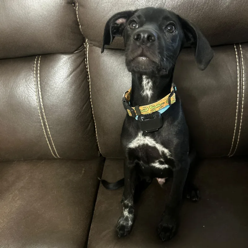 Pepper thumbnail 2