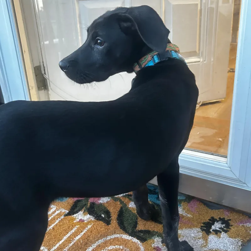 Pepper thumbnail 4