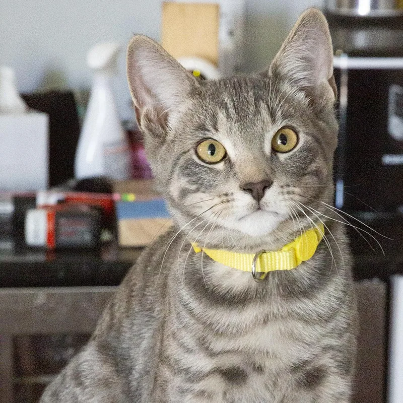 A baby medium-sized male Tabby (Gray / Blue / Silver) Domestic Short Hair cat named Leaf for adoption in Chicago, IL