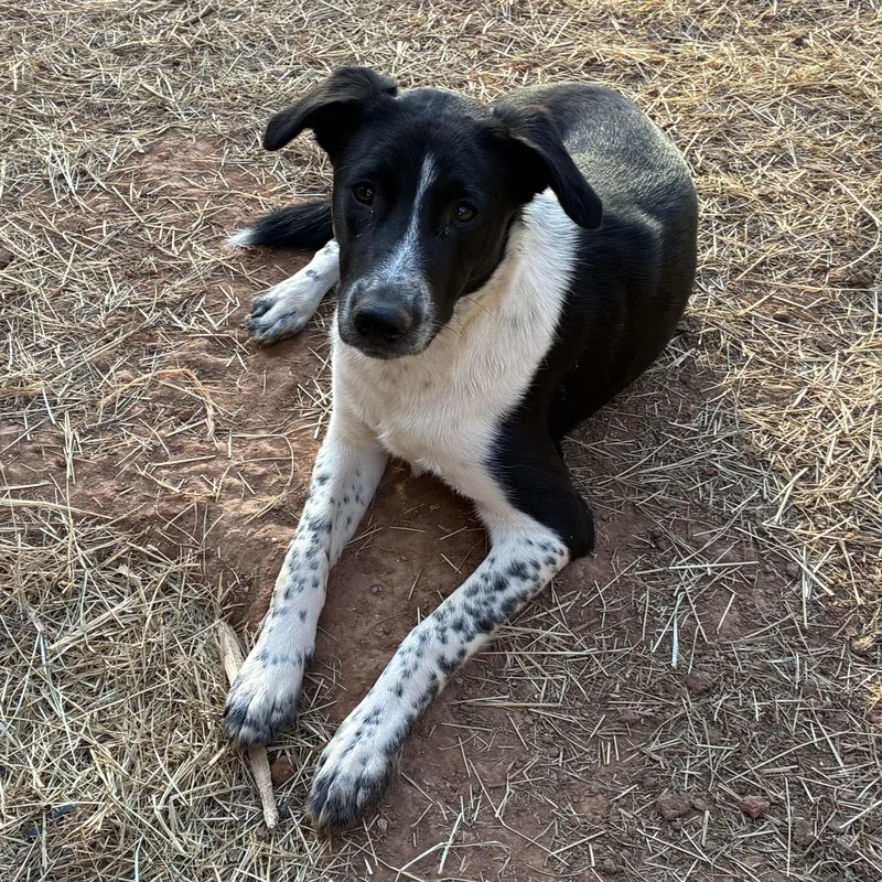 Clifford thumbnail 2