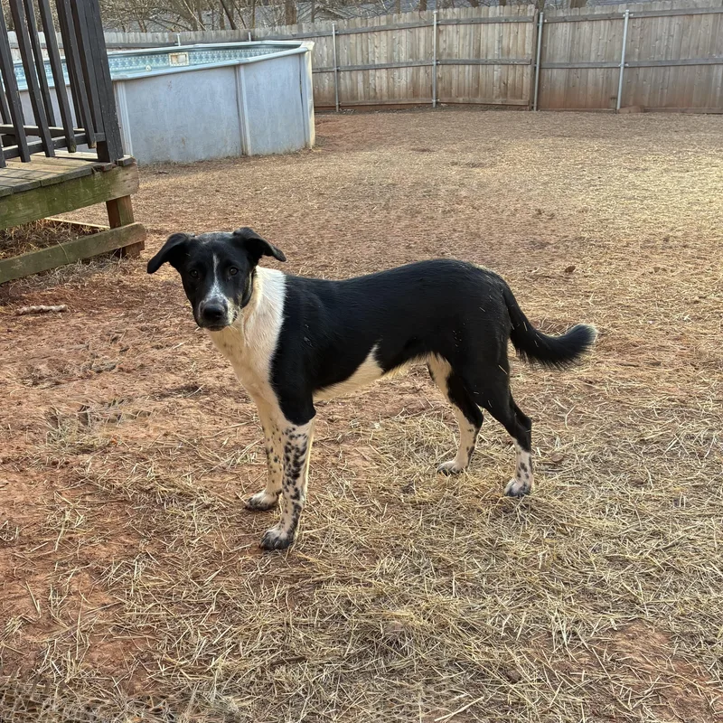 Clifford thumbnail 3