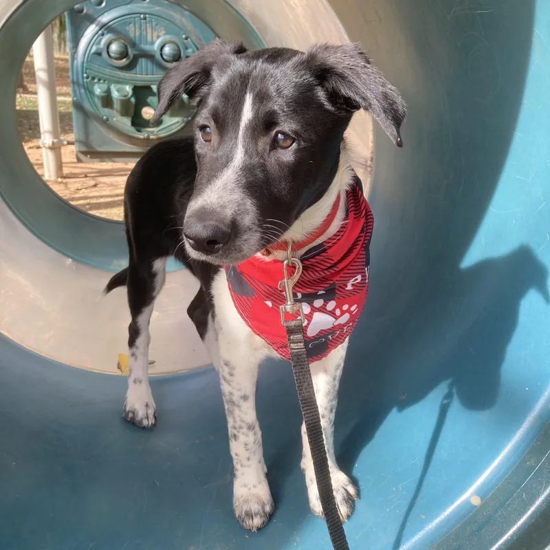 Clifford thumbnail 5