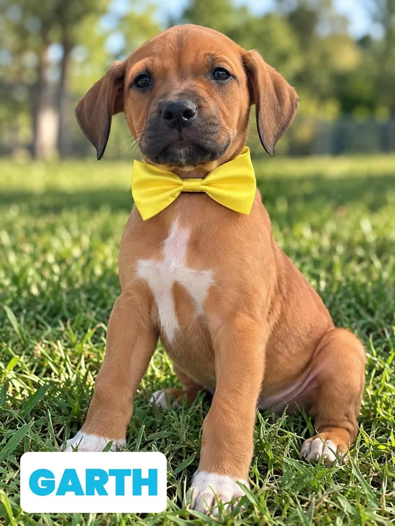 A baby medium-sized male Labrador Retriever dog named Garth Brooks for adoption in White Lake, MI