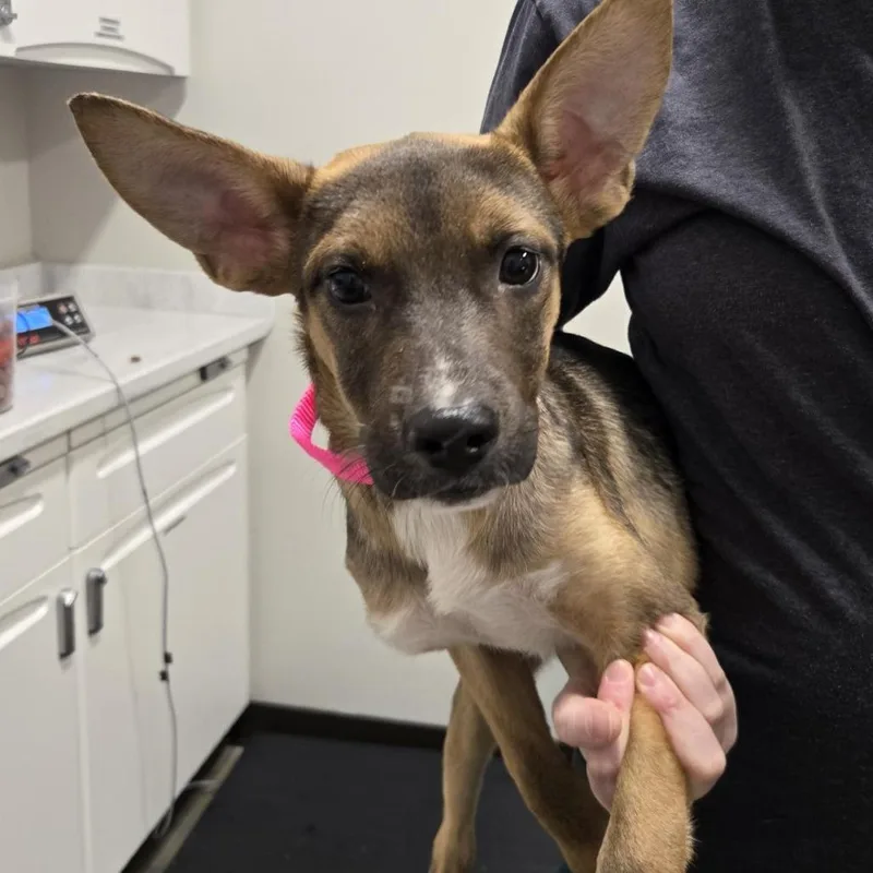 A baby medium-sized female Black Mixed Breed dog named Morticia for adoption in Washington Township, OH