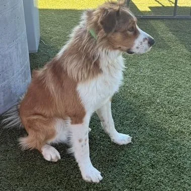 A young medium-sized male Australian Cattle Dog / Blue Heeler dog named Coyote for adoption in Idaho Falls, ID