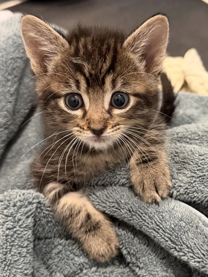 A baby medium-sized male Black Domestic Short Hair cat named Harry for adoption in Fort Worth, TX