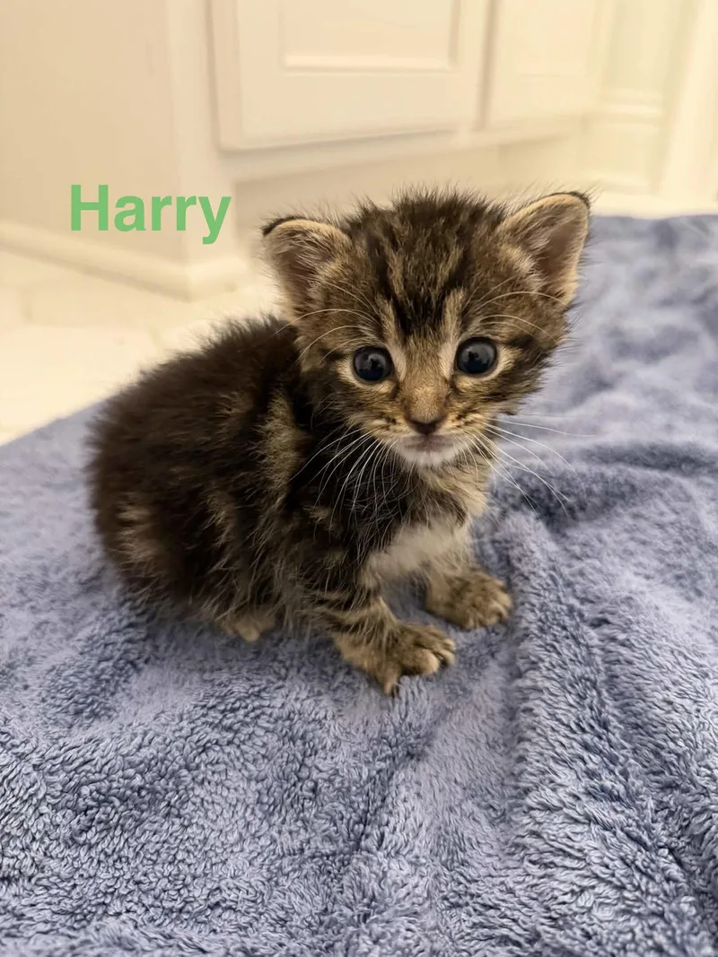 Harry thumbnail 3
