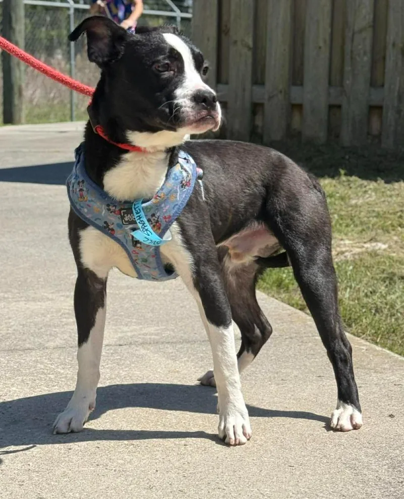 Spaghetti thumbnail 2