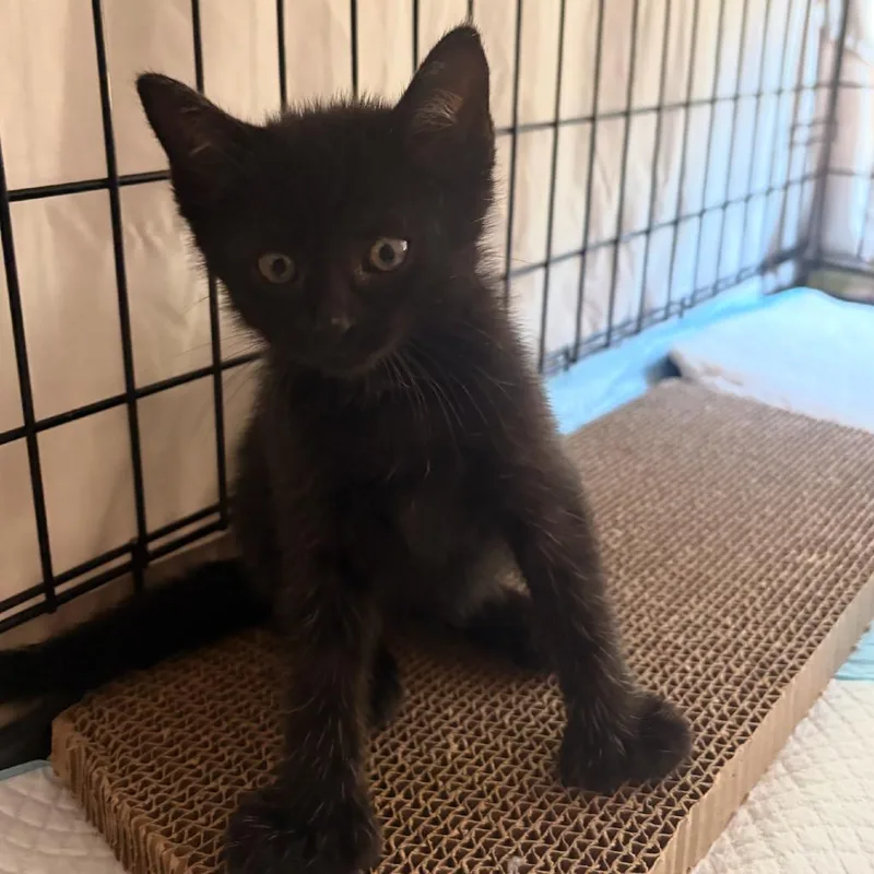 A baby small-sized female Black Domestic Short Hair cat named Juniper for adoption in Sunnyvale, CA