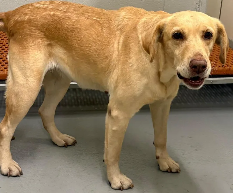 An adult medium-sized female Yellow / Tan / Blond / Fawn Yellow Labrador Retriever dog named AC "Rumi" for adoption in Conyers, GA