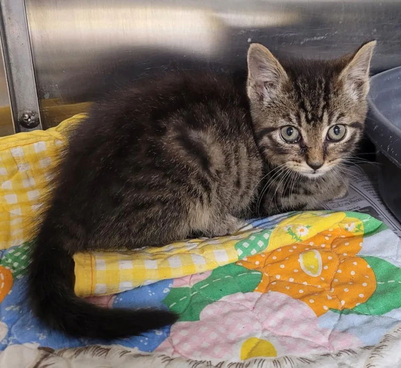 A baby small-sized male Domestic Short Hair cat named Aiden for adoption in Hopkinsville, KY