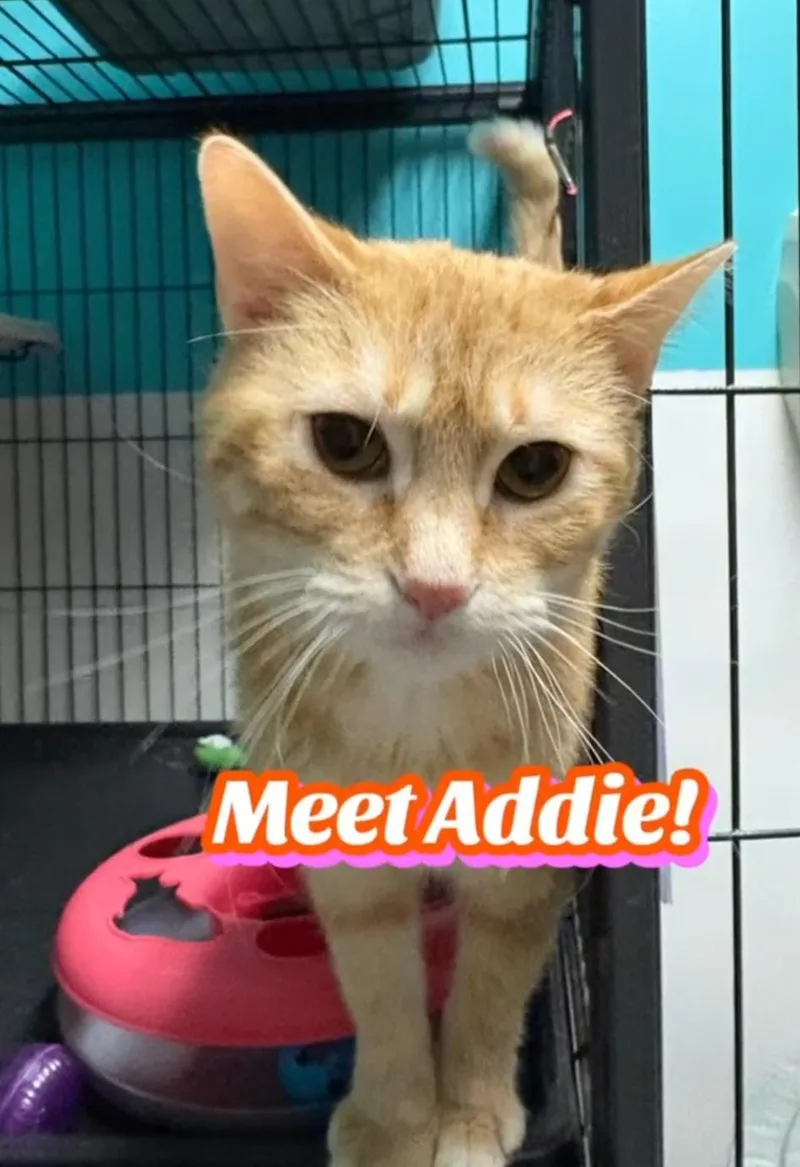 An adult medium-sized female Orange & White Domestic Short Hair cat named Addie for adoption in Monticello, IL
