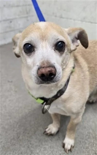 An adult small-sized male Chihuahua dog named Alakazam for adoption in San Bernardino, CA