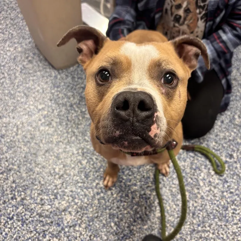 An adult large-sized male Yellow / Tan / Blond / Fawn Pit Bull Terrier dog named Bubba for adoption in Belleville, IL