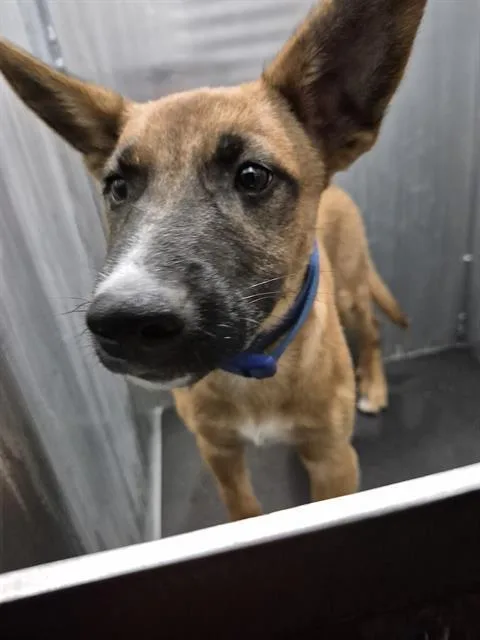 A baby small-sized male German Shepherd Dog dog named Biggie Smalls for adoption in San Antonio, TX