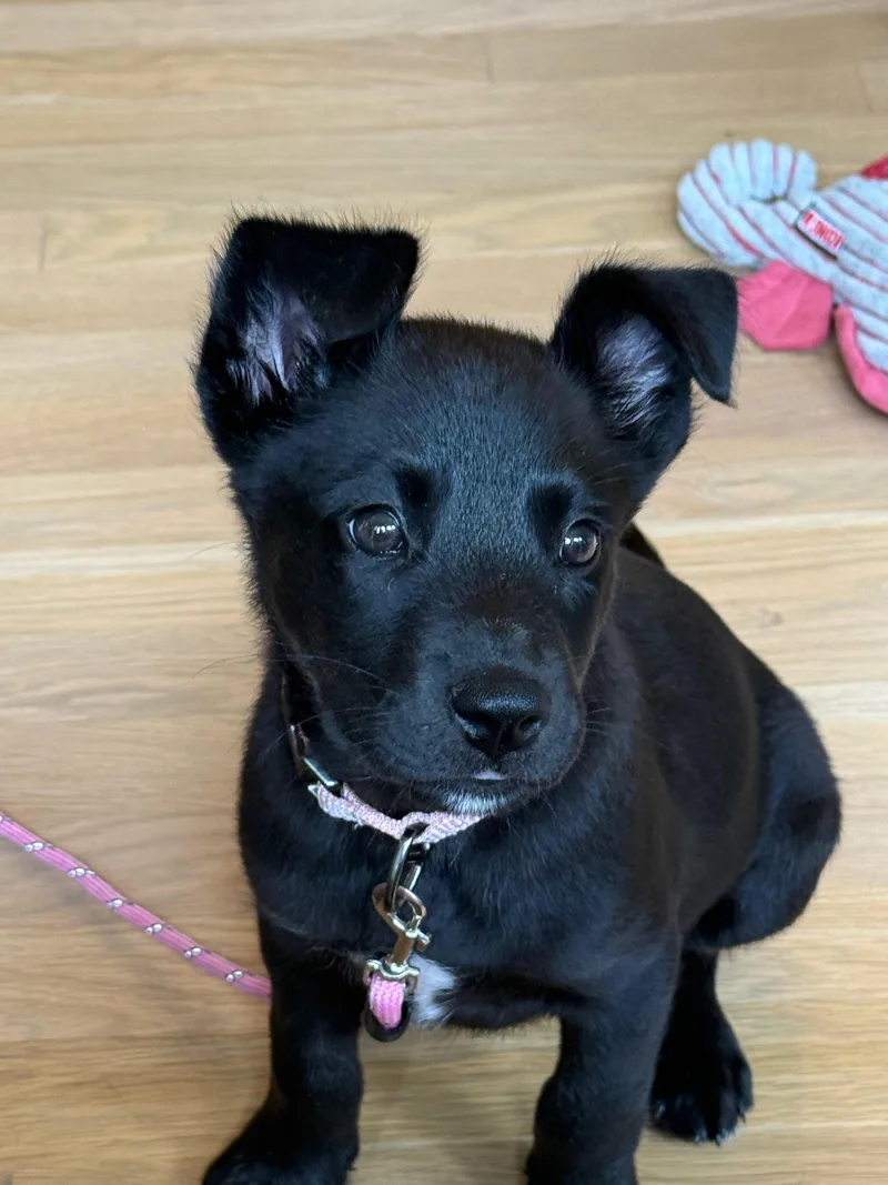 Trixie