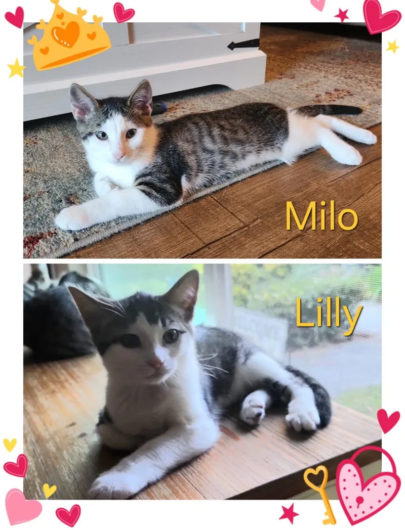 Milo And Lily thumbnail 2
