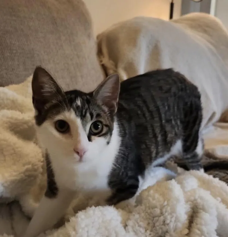 Milo And Lily thumbnail 3