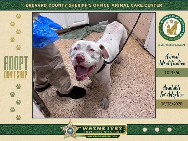 An adult large-sized male Mixed Breed dog named Chance for adoption in Melbourne, FL