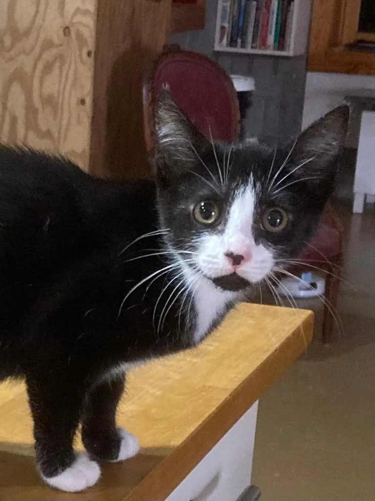A baby medium-sized female Domestic Short Hair cat named Bermuda for adoption in Youngsville, NC
