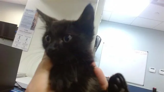 Oscar