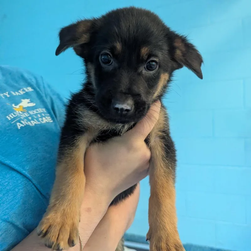 A baby small-sized male Brown / Chocolate Mixed Breed dog named Adam for adoption in Naples, FL