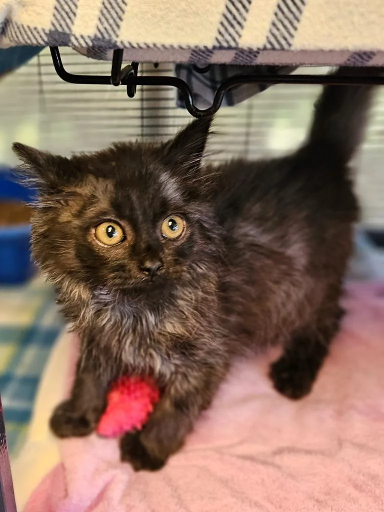 A baby small-sized male Domestic Medium Hair cat named Dakotagremlie for adoption in Johnson City, TN