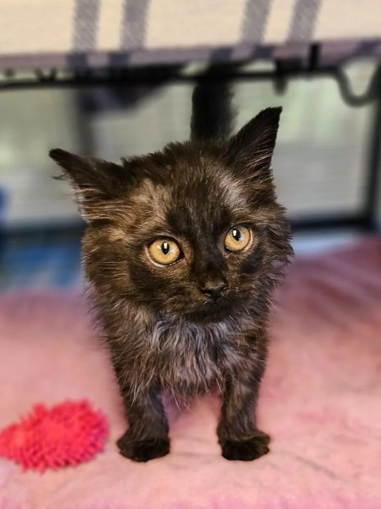 Dakotagremlie thumbnail 2