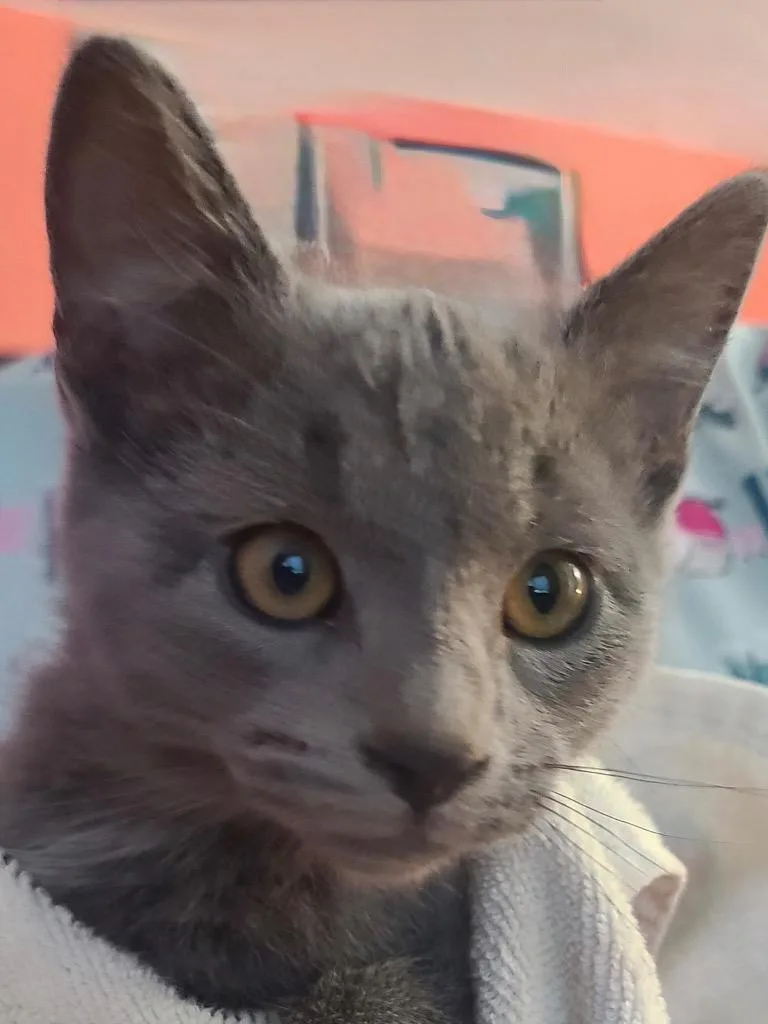 A baby small-sized female Domestic Short Hair cat named Donut for adoption in Ogden, UT