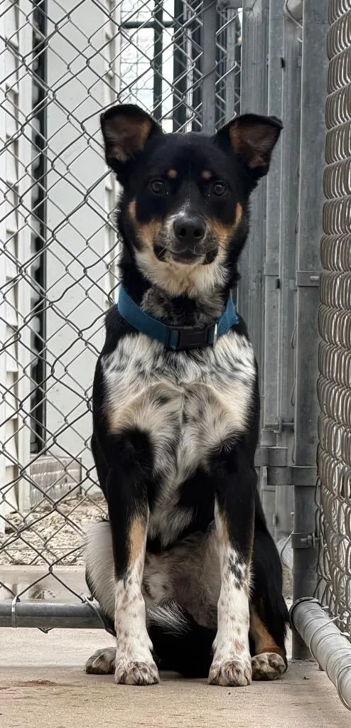 A young medium-sized male Cattle Dog dog named Turbo for adoption in Lagrange, IN