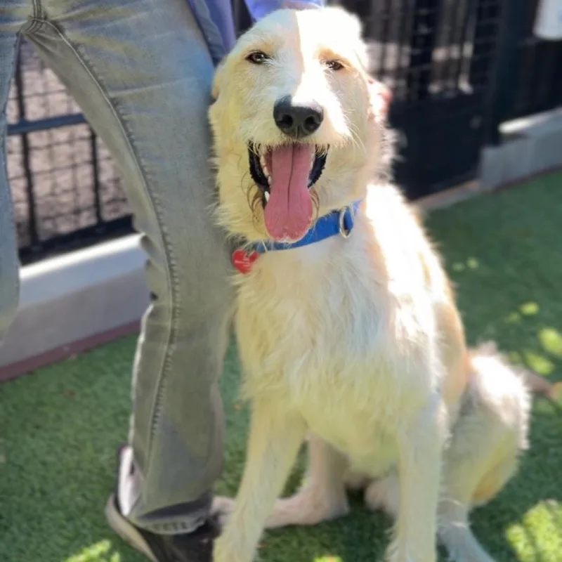A young medium-sized male Yellow / Tan / Blond / Fawn Labrador Retriever dog named Leo A for adoption in Middletown, NY