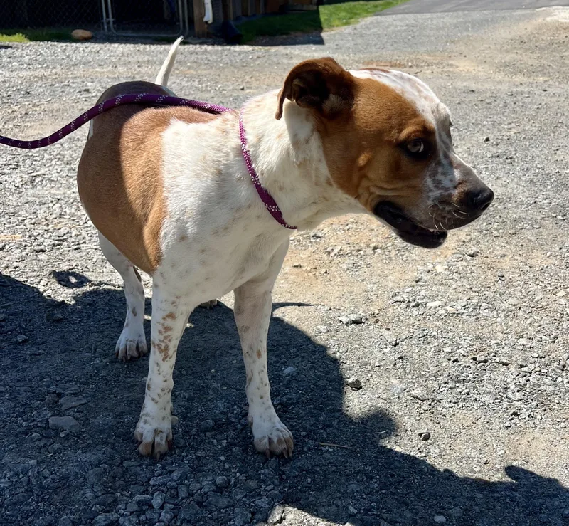 An adult medium-sized female Red / Chestnut / Orange Pit Bull Terrier dog named Polka Dot for adoption in Sparta, NC