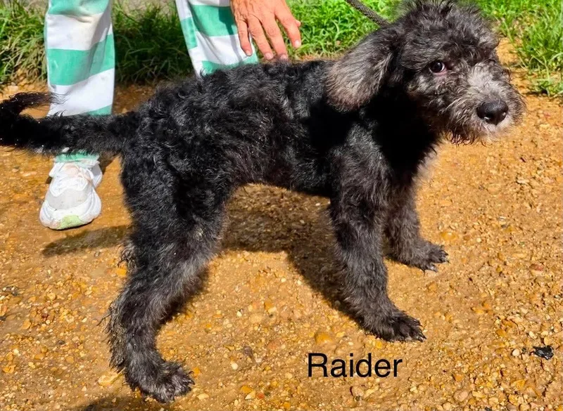 A baby medium-sized male Standard Poodle dog named Raider KW in MS for adoption in Warwick, RI
