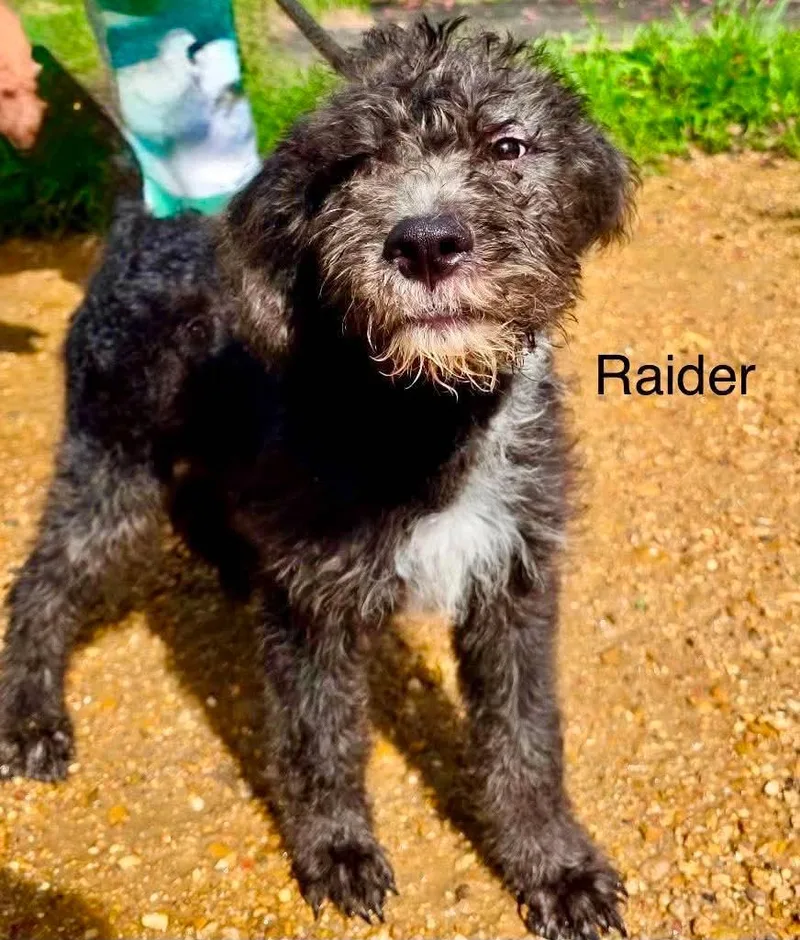 Raider KW in MS thumbnail 2