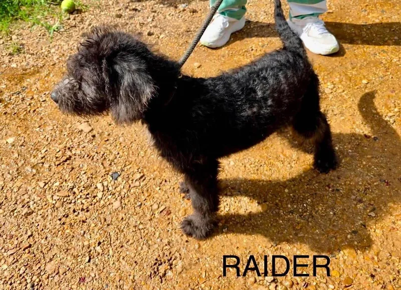 Raider KW in MS thumbnail 3