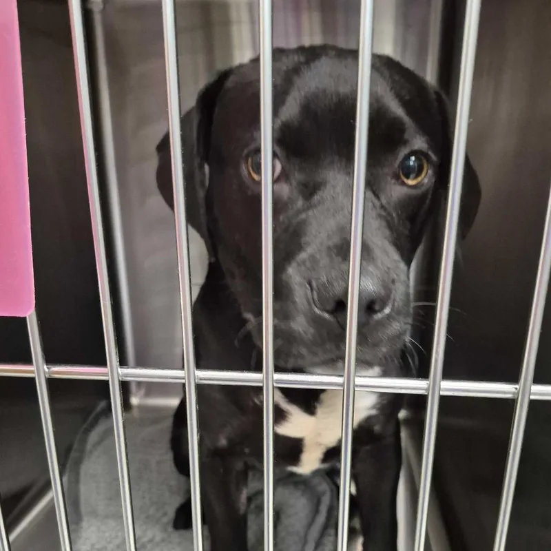A baby medium-sized male Black Mixed Breed dog named Big Hot Pocket for adoption in Davenport, IA