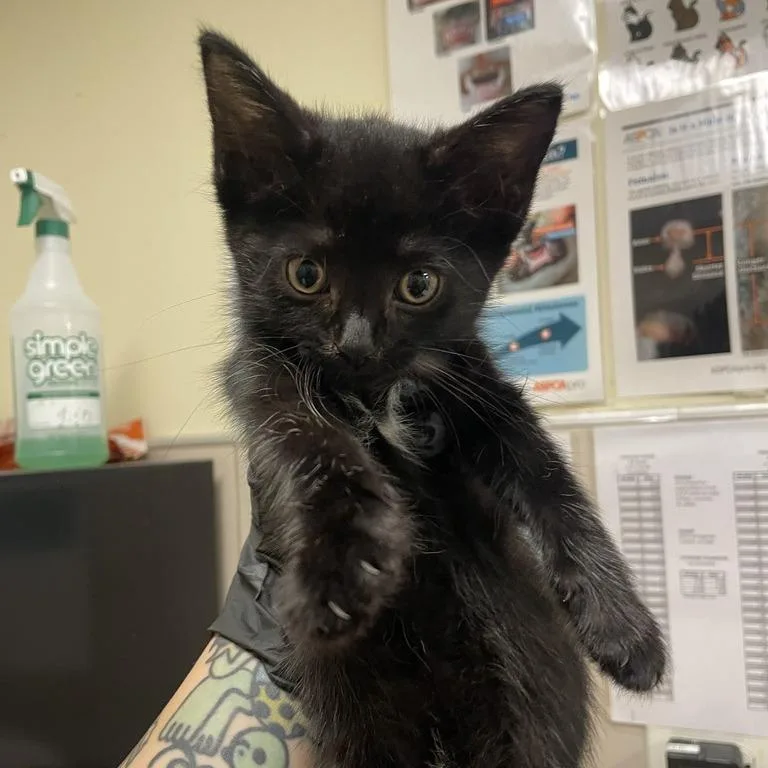 A baby small-sized female Black Domestic Short Hair cat named Spots for adoption in Chicago, IL