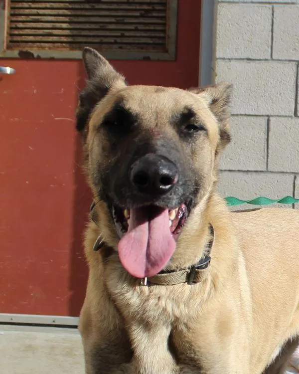 A young large-sized male Belgian Shepherd / Sheepdog dog named Jrmarmaduke for adoption in Oceanside, CA
