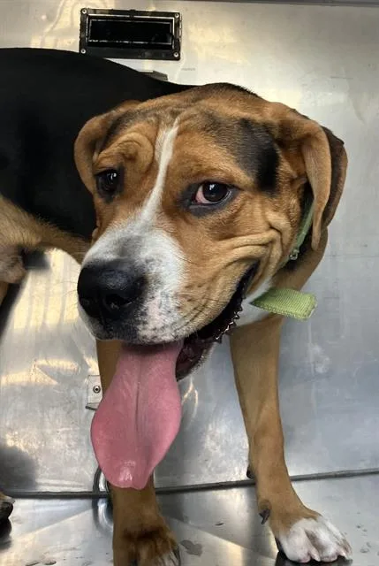 A young large-sized male Mixed Breed dog named Jace for adoption in Dallas, TX