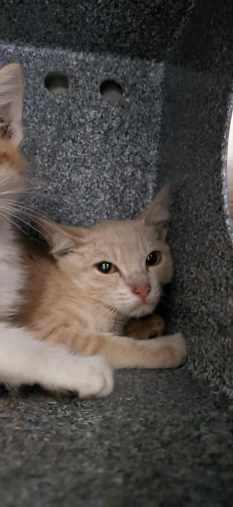 A baby small-sized male Domestic Short Hair cat named Gibson for adoption in Henderson, NC