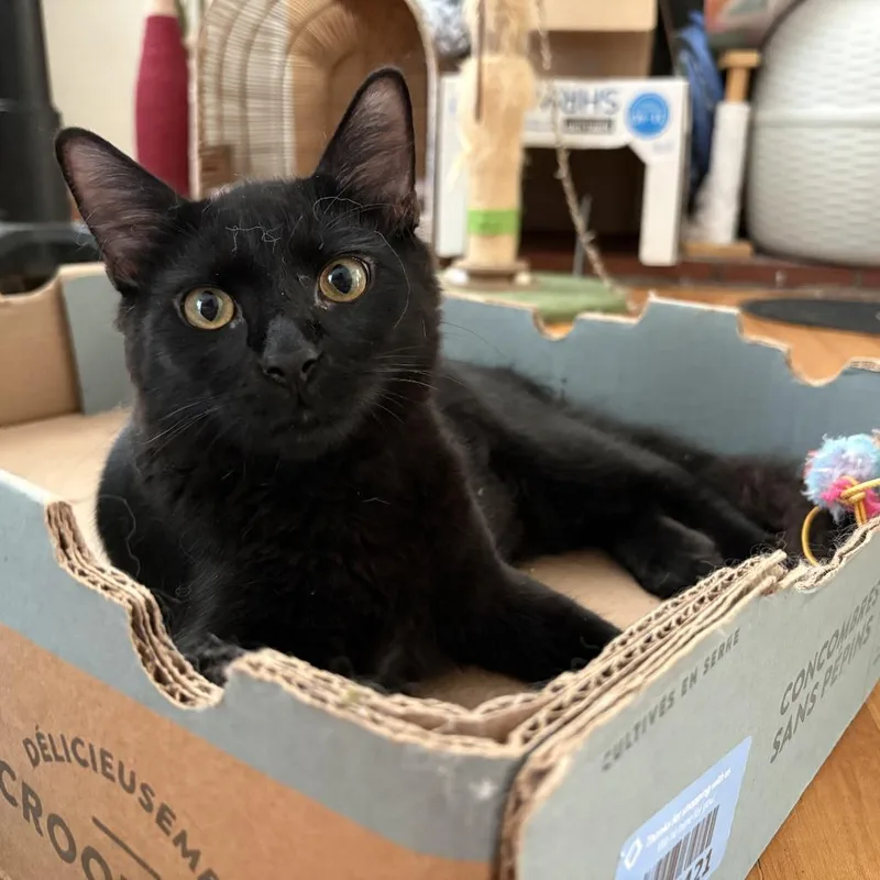 A young medium-sized male Black Domestic Medium Hair cat named Ravioli for adoption in Long Beach, CA
