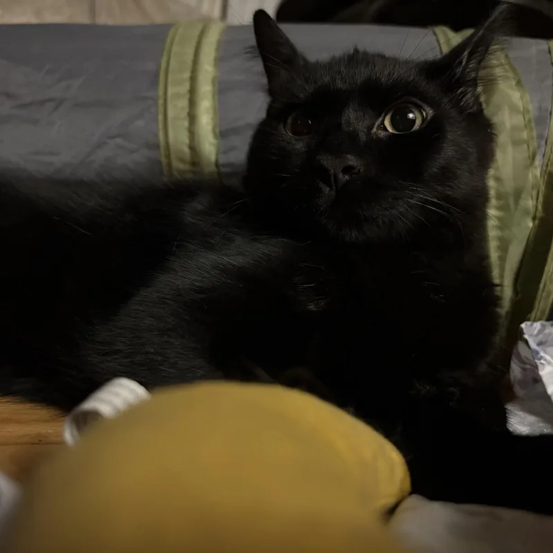 Ravioli thumbnail 2